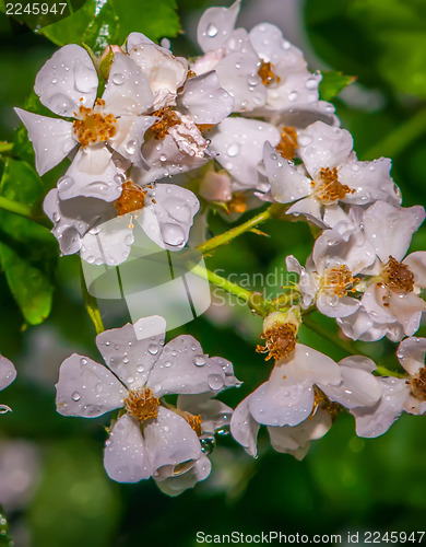 Image of mini white roses cluster with water drops after rain