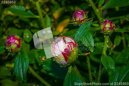 Image of peony with rain drops