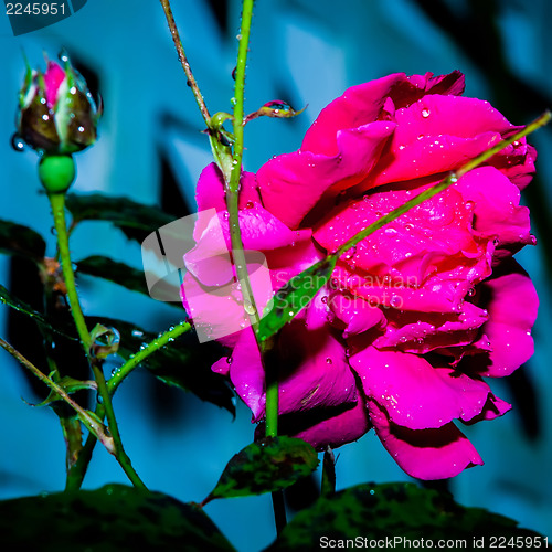 Image of Red Rose with water drops