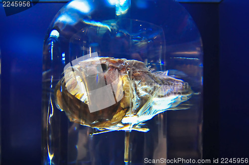 Image of Big ugly monkfish 