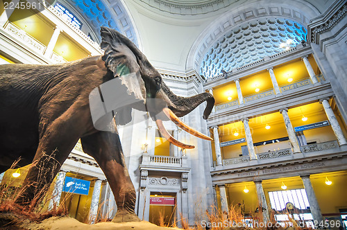 Image of Interior view of rotunda of Natural History Museum in Washington