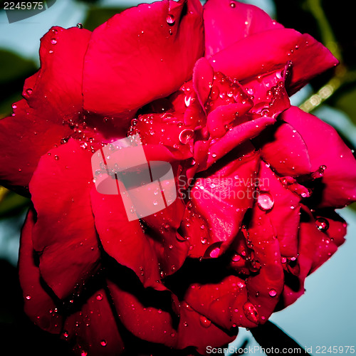 Image of Red Rose with water drops