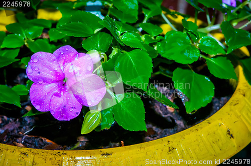 Image of home garden flowers in pot