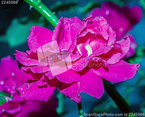 Image of Red Rose with water drops