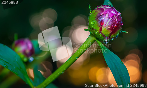 Image of peony with rain drops