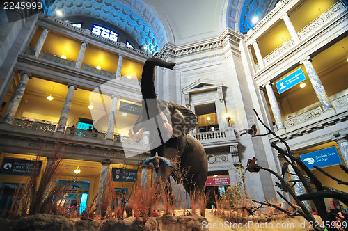 Image of Interior view of rotunda of Natural History Museum in Washington