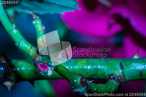 Image of rose bud after rain