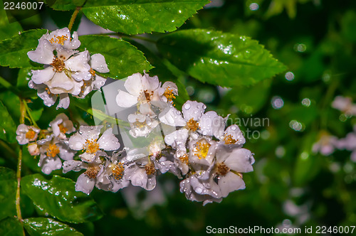 Image of mini white roses cluster with water drops