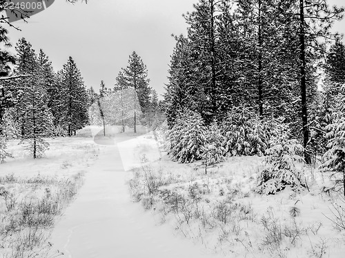 Image of Beautiful winter panorama with snow covered trees