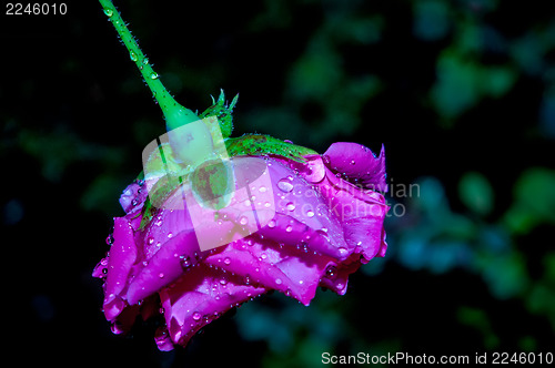 Image of Red Rose with water drops after the rain