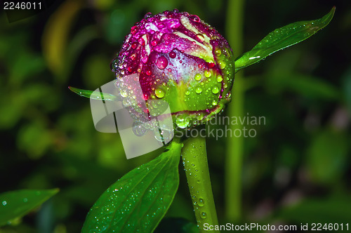 Image of peony with rain drops