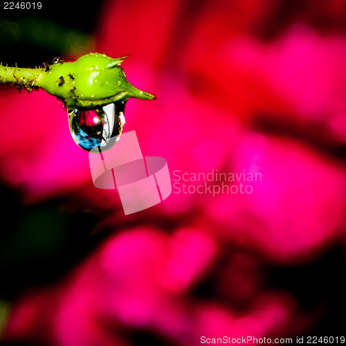 Image of rose bud after rain