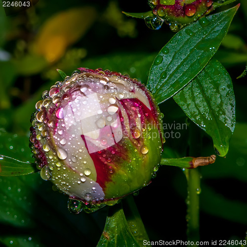 Image of peony with rain drops