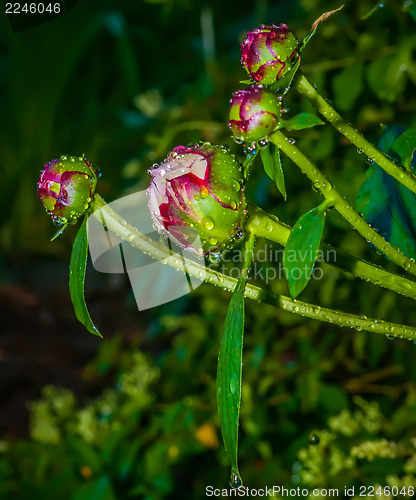 Image of peony with rain drops