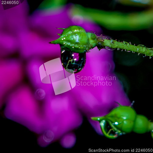 Image of rose bud after rain