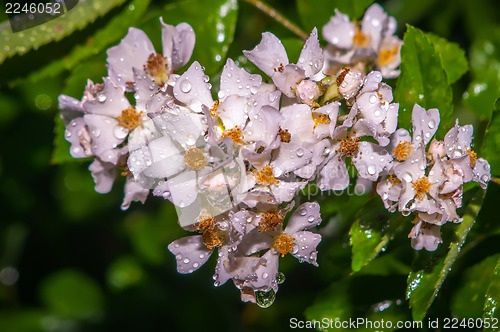 Image of mini white roses cluster with water drops