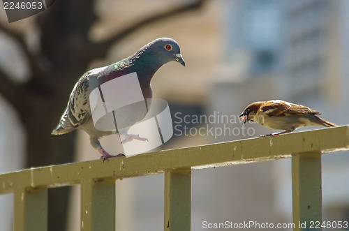 Image of Pigeon and sparrow eating piece of bread