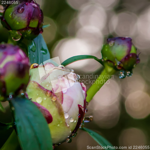 Image of peony with rain drops