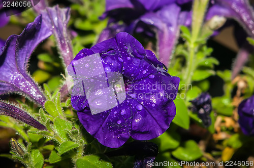 Image of home garden flowers in pot