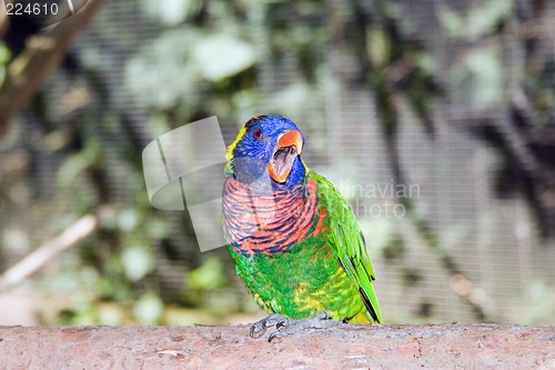 Image of Australian Rainbow Lorikeet