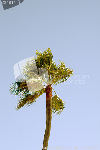 Image of Tropical Palm tree