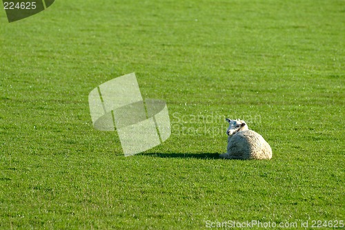 Image of sheep