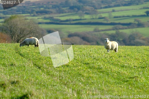 Image of sheep