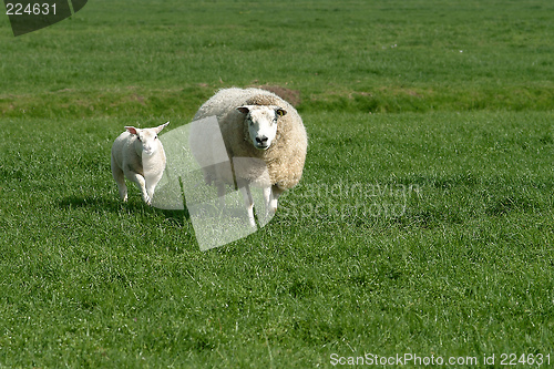 Image of sheep