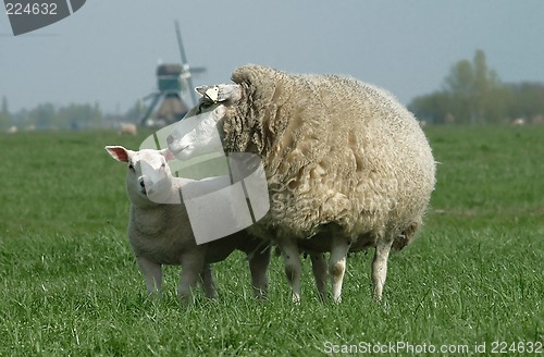 Image of sheep