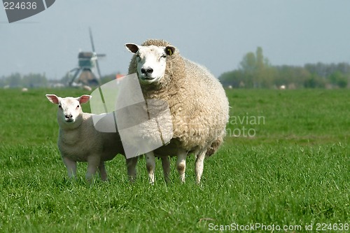 Image of sheep