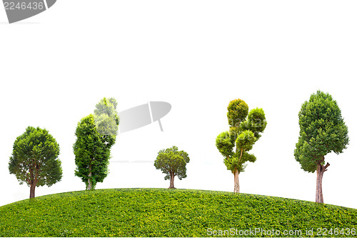 Image of Irvingia malayana tree and green grass on isolated white background