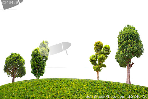 Image of Collection of Irvingia malayana tree, tropical tree in the northeast of Thailand isolated on white background