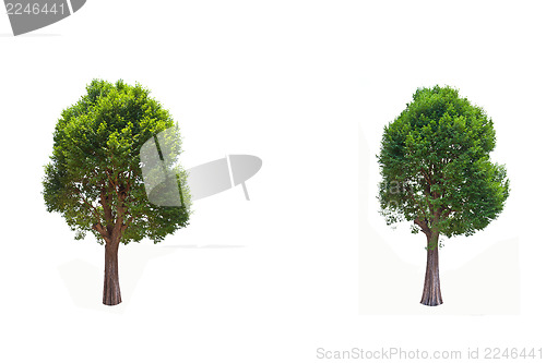 Image of Collection of Irvingia malayana tree, tropical tree in the northeast of Thailand isolated on white background
