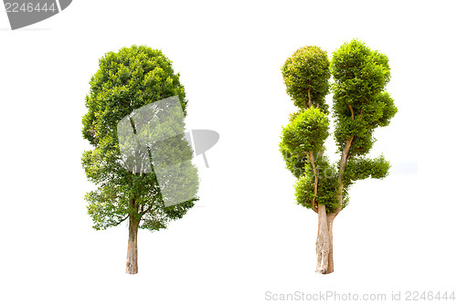 Image of Collection of Irvingia malayana tree, tropical tree in the northeast of Thailand isolated on white background