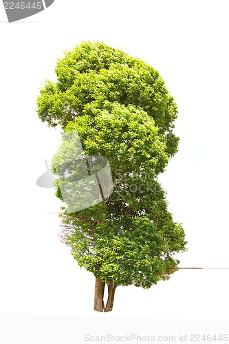 Image of Irvingia malayana also known as Wild Almond, tropical tree in the northeast of Thailand isolated on white background