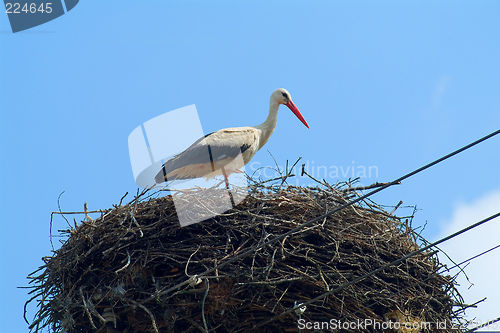 Image of stork