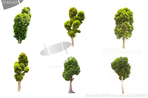 Image of Collection of Irvingia malayana tree, tropical tree in the northeast of Thailand isolated on white background