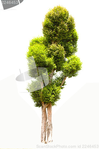 Image of Irvingia malayana also known as Wild Almond, tropical tree in the northeast of Thailand isolated on white background