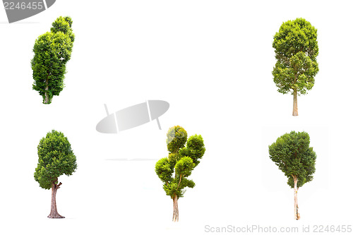 Image of Collection of Irvingia malayana tree, tropical tree in the northeast of Thailand isolated on white background