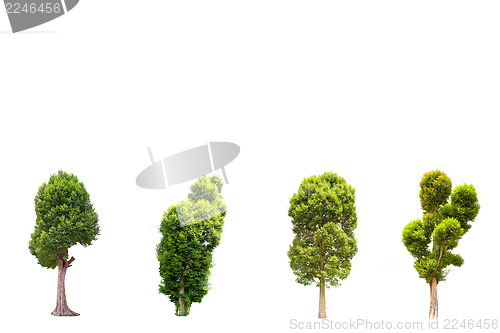 Image of Collection of Irvingia malayana tree, tropical tree in the northeast of Thailand isolated on white background