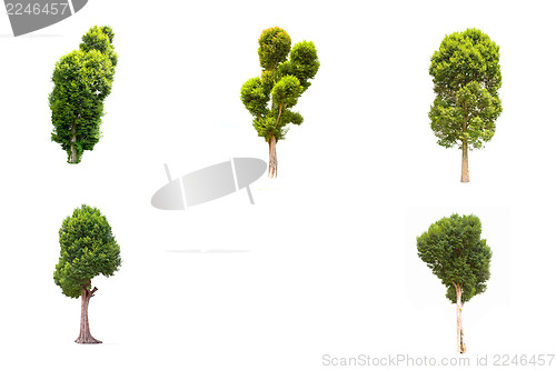 Image of Collection of Irvingia malayana tree, tropical tree in the northeast of Thailand isolated on white background