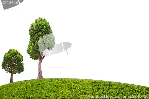 Image of Collection of Irvingia malayana tree, tropical tree in the northeast of Thailand isolated on white background