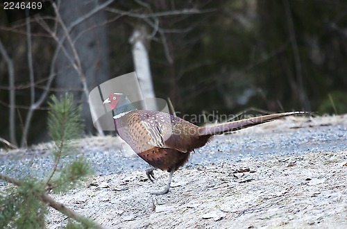 Image of male pheasant