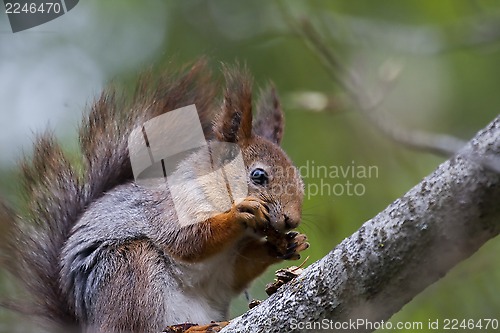 Image of red squirrel