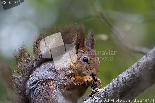 Image of squirrel