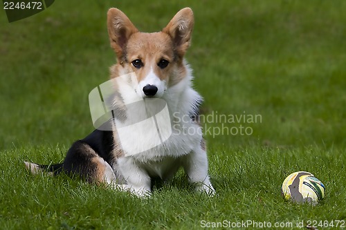 Image of puppy with ball