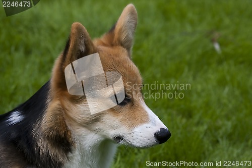 Image of in profile