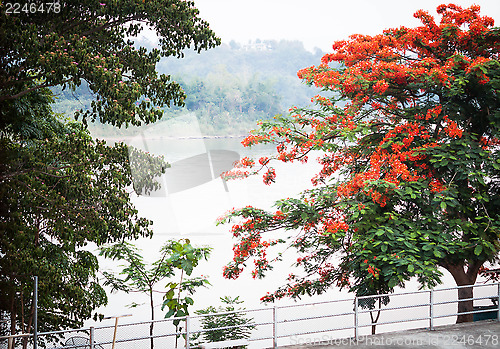 Image of River scenery and peacock tree from window view