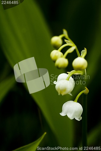 Image of lily of the valley