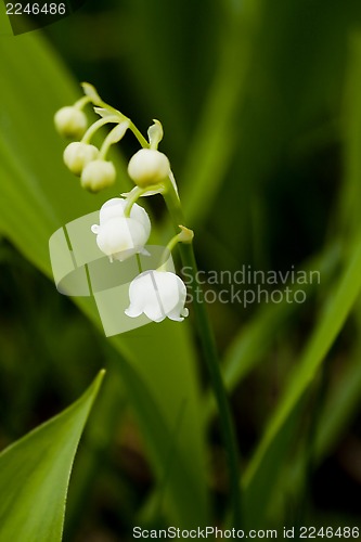 Image of lily of the valley